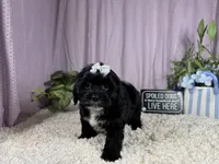 Gabby, a female Shih Tzu and Poodle - Toy  for sale in Waynesville, MO – 2 of 3