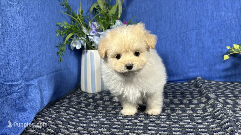 Bingo – Pomapoo puppy for sale in Waynesville, MO