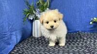 Bingo, a male Pomapoo for sale in Waynesville, MO – 1 of 4
