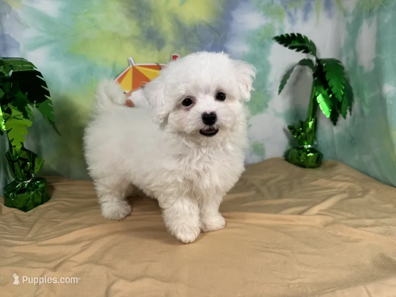 Ice – Maltipoo puppy for sale in Waynesville, MO