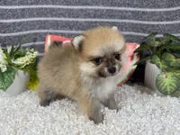 Bear, a male Pomeranian for sale in Waynesville, MO – 3 of 4