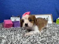 Dolly, a female Cavalier King Charles Spaniel for sale in Waynesville, MO – Photo 3 of 3