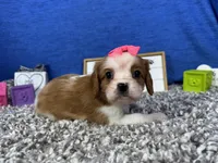 Dolly, a female Cavalier King Charles Spaniel for sale in Waynesville, MO – Photo 1 of 3