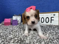 Dolly, a female Cavalier King Charles Spaniel for sale in Waynesville, MO – Photo 2 of 3