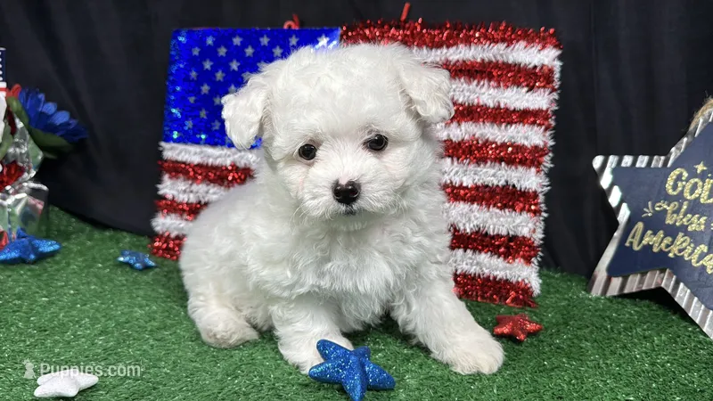 Ice – Maltipoo puppy for sale in Waynesville, MO