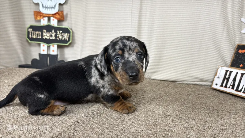 Granger – Miniature Dachshund puppy for sale in Waynesville, MO
