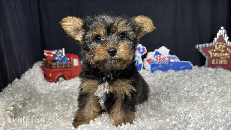 Paul – Yorkshire Terrier puppy for sale in Waynesville, MO