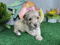 Ivory, a female Havapoo for sale in Waynesville, MO – 2 of 4