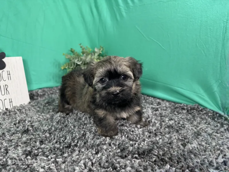 Felix – Havanese puppy for sale in Waynesville, MO