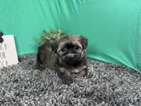 Felix, a male Havanese for sale in Waynesville, MO – 1 of 3