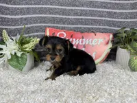 Paul, a male Yorkshire Terrier for sale in Waynesville, MO – 3 of 4