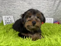 Samuel, a male Yorkshire Terrier for sale in Waynesville, MO – 6 of 10