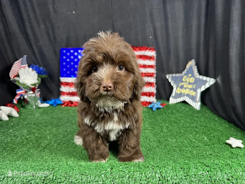 Maxwell – Yorkipoo puppy for sale in Waynesville, MO