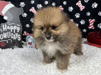 Sawyer, a male Pomeranian for sale in Waynesville, MO – Photo 7 of 10