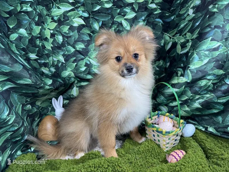 Sawyer – Pomeranian puppy for sale in Waynesville, MO