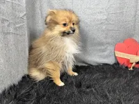 Sawyer, a male Pomeranian for sale in Waynesville, MO – Photo 3 of 10