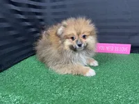 Sawyer, a male Pomeranian for sale in Waynesville, MO – Photo 4 of 10