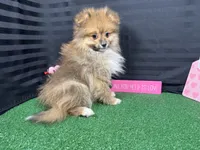 Sawyer, a male Pomeranian for sale in Waynesville, MO – Photo 5 of 10