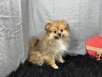Sawyer, a male Pomeranian for sale in Waynesville, MO – Photo 1 of 10