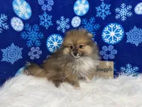 Sawyer, a male Pomeranian for sale in Waynesville, MO – Photo 6 of 10