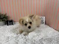 Sarah, a female Pomeranian for sale in Waynesville, MO – 6 of 10