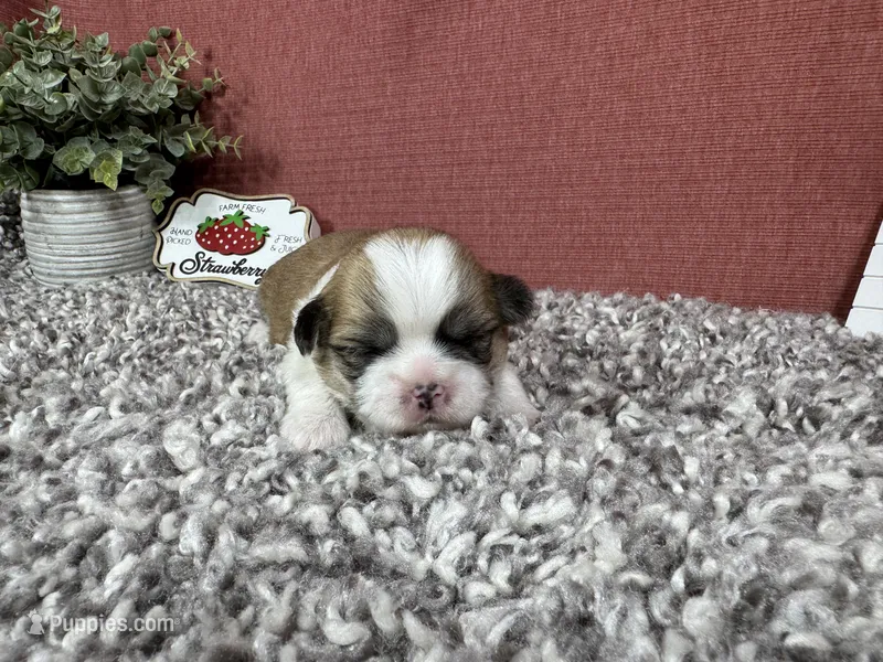 Toby – Shih Tzu puppy for sale in Waynesville, MO