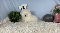 Phoenix, a male Pomeranian for sale in Waynesville, MO – 2 of 3