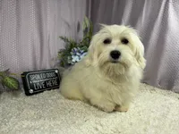 Izen, a male Havamalt for sale in Waynesville, MO – 4 of 10