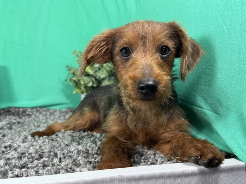 Mars – Yorkipoo puppy for sale in Waynesville, MO