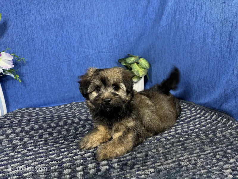 Fisher – Havanese puppy for sale in Waynesville, MO