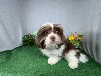 Gilroy, a male Shih Tzu for sale in Waynesville, MO – 2 of 8