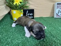 Ivy, a female Havanese for sale in Waynesville, MO – 2 of 3