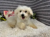 Curtis, a male Maltipoo for sale in Waynesville, MO – 2 of 10