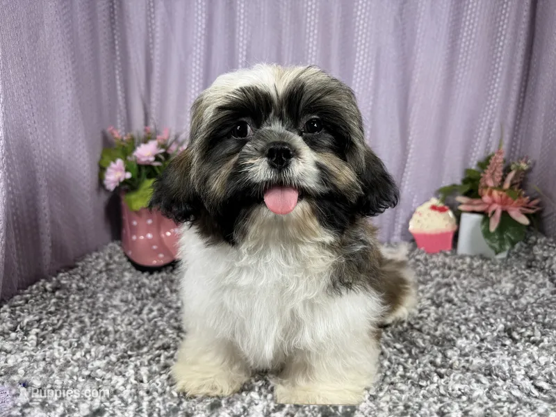 Gus – Shih Tzu puppy for sale in Waynesville, MO