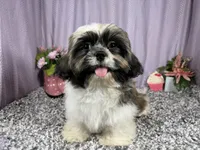 Gus, a male Shih Tzu for sale in Waynesville, MO – 4 of 10