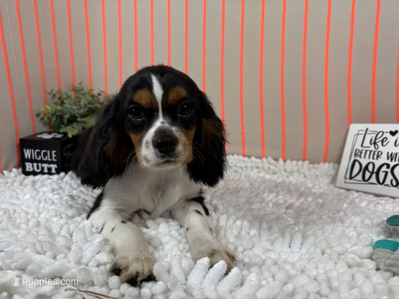 Dylan – Cavalier King Charles Spaniel puppy for sale in Waynesville, MO