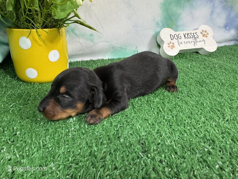 Tink – Miniature Dachshund puppy for sale in Waynesville, MO