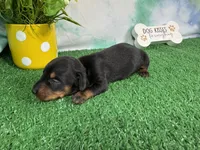 Tink, a female Miniature Dachshund for sale in Waynesville, MO – 1 of 3