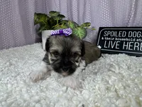 Ivy, a female Havanese for sale in Waynesville, MO – 8 of 10