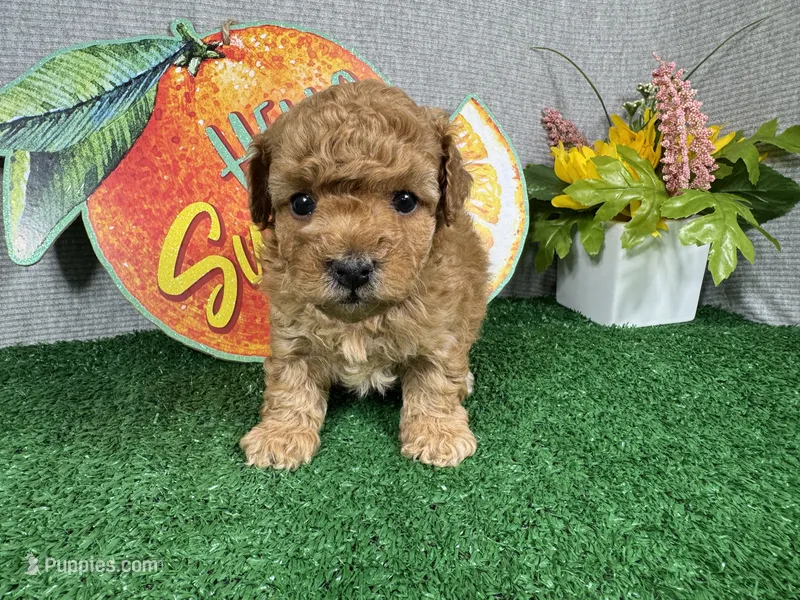 Diego – Poodle - Toy  puppy for sale in Waynesville, MO