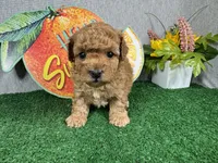 Diego, a male Poodle - Toy  for sale in Waynesville, MO – 1 of 4