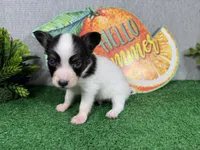 Luas, a male Papillon for sale in Waynesville, MO – 2 of 4