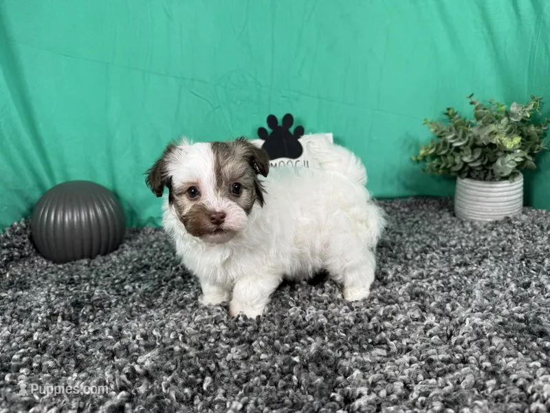 Merlin – Havapoo puppy for sale in Waynesville, MO