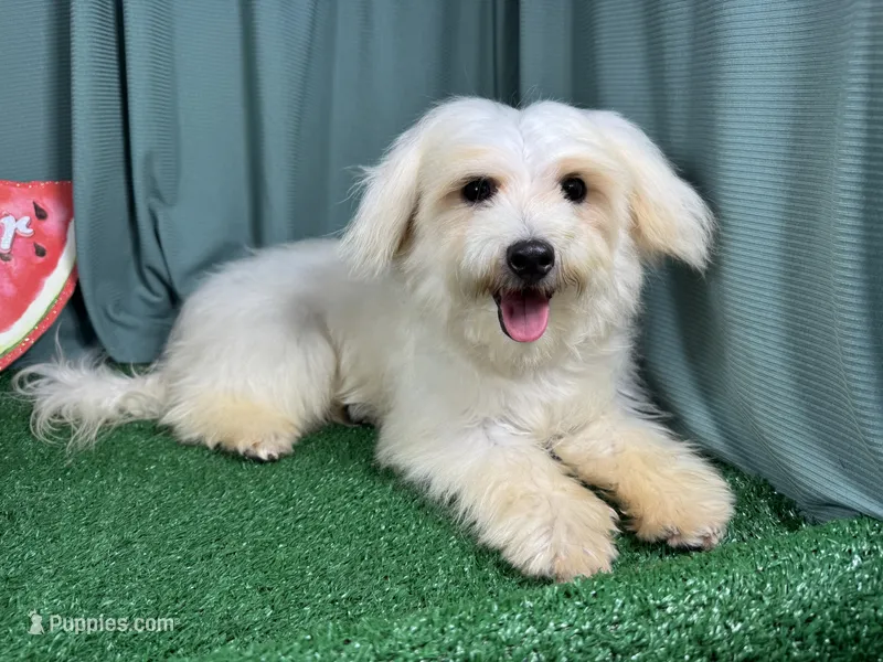 Curtis – Maltipoo puppy for sale in Waynesville, MO