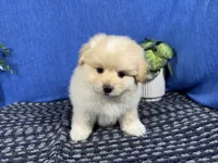 Balto, a male Pomapoo for sale in Waynesville, MO – 2 of 4