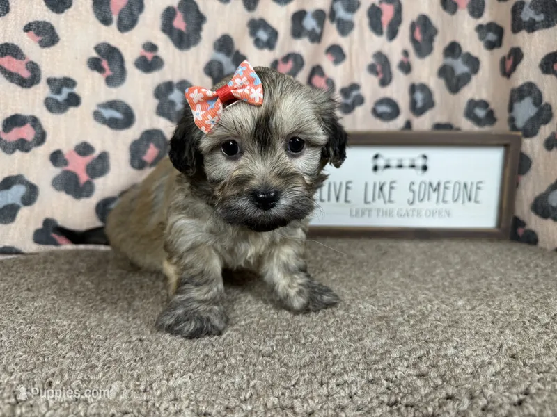 Izzy – Havanese puppy for sale in Waynesville, MO