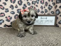 Izzy, a female Havanese for sale in Waynesville, MO – 4 of 10