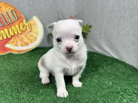 Fox, a male Chihuahua for sale in Waynesville, MO – 1 of 4