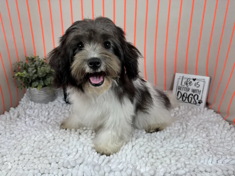 Nehemiah – Maltipoo puppy for sale in Waynesville, MO