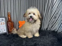 Merlin, a male Havapoo for sale in Waynesville, MO – 1 of 3